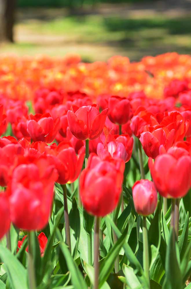 チューリップ レッドマーク｜花の手帖のチューリップ図鑑