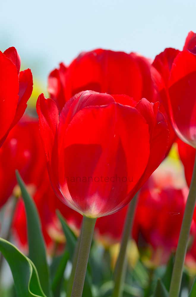 チューリップ レッド パワー｜花の手帖のチューリップ図鑑