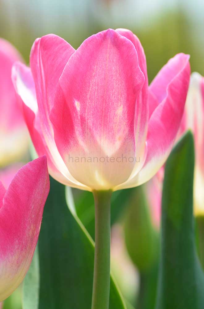 チューリップ ローズ ビューティ｜花の手帖のチューリップ図鑑