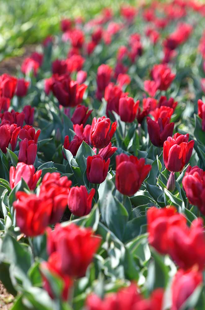 チューリップ ルビープリンス｜花の手帖のチューリップ図鑑