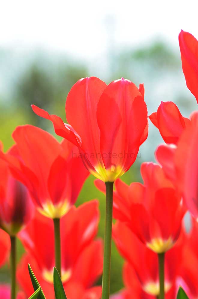 チューリップ 隆貴｜花の手帖のチューリップ図鑑