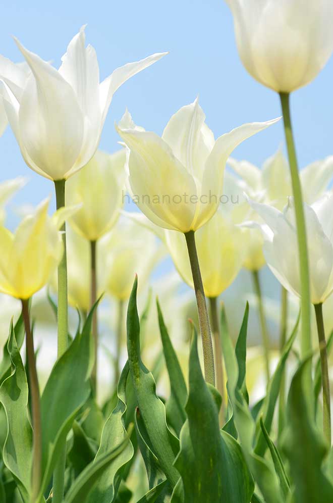 チューリップ サッポロ｜花の手帖のチューリップ図鑑