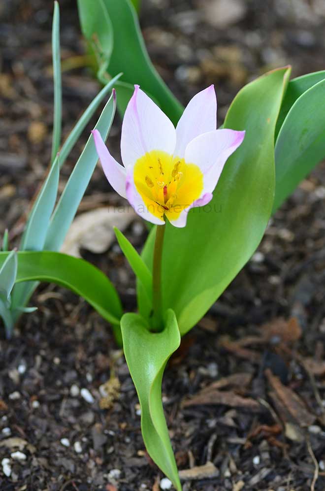 チューリップ サクサティリス｜花の手帖のチューリップ図鑑