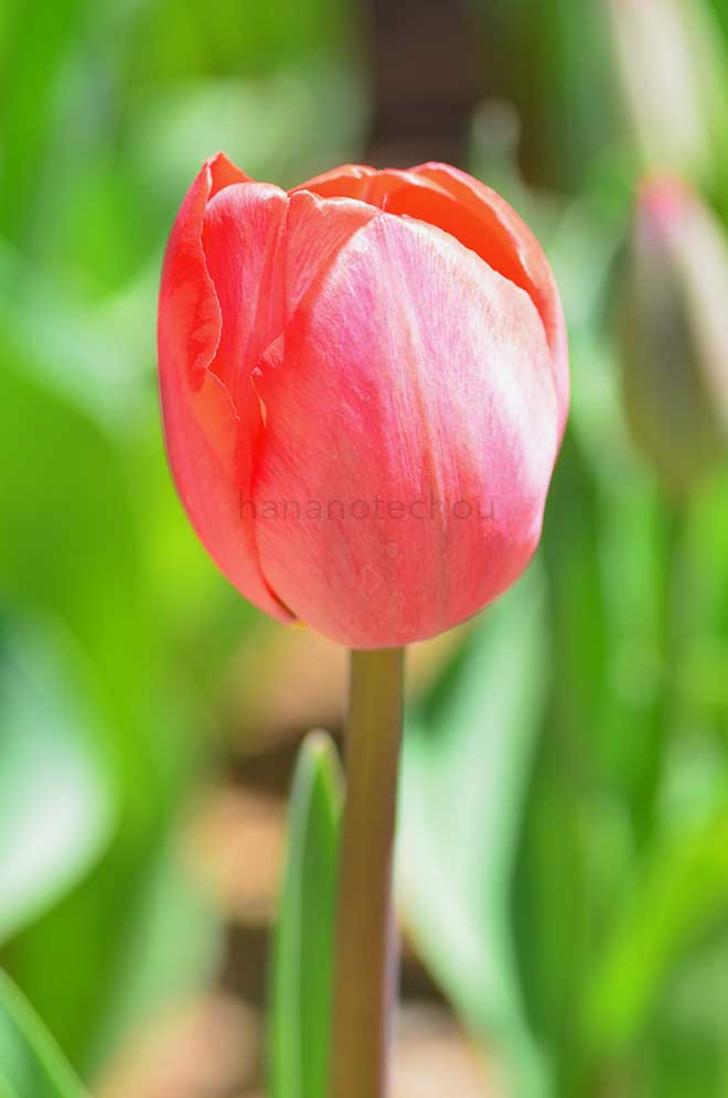 チューリップ セヴィラ｜花の手帖のチューリップ図鑑