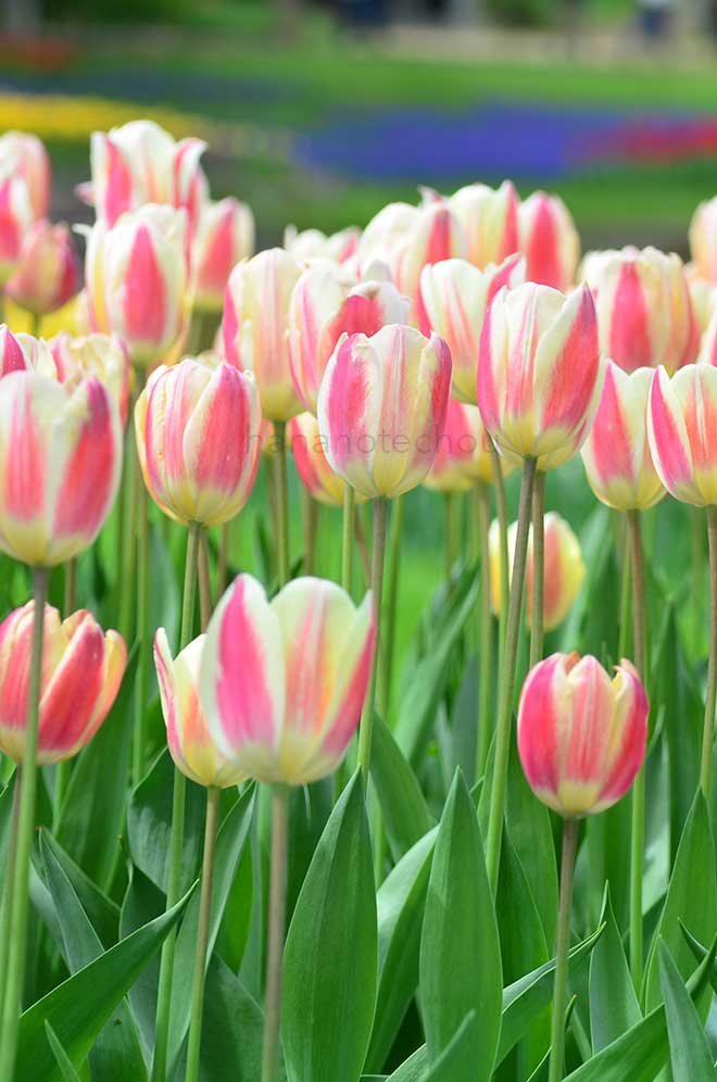 チューリップ シルクサプライズ｜花の手帖のチューリップ図鑑