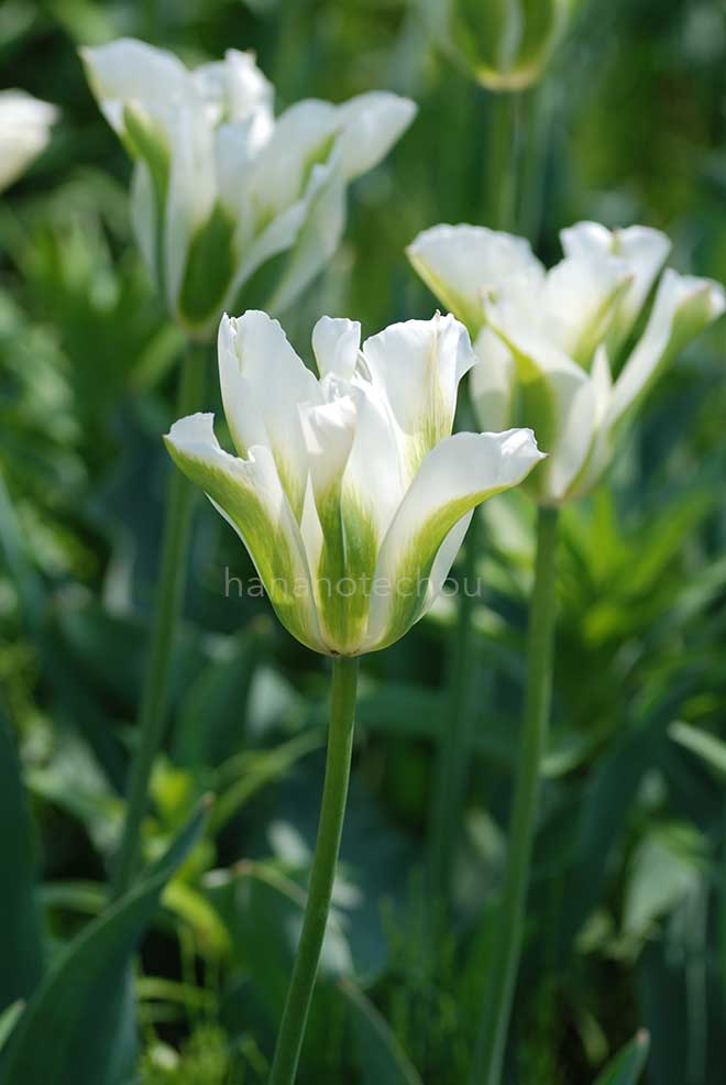 チューリップ スプリング グリーン｜花の手帖のチューリップ図鑑