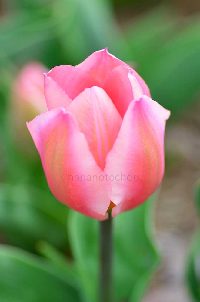 チューリップ シュガーラブ｜花の手帖のチューリップ図鑑