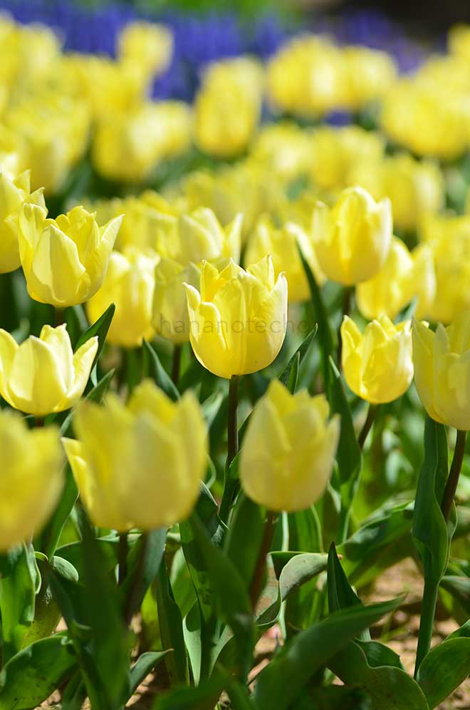 チューリップ サニープリンス｜花の手帖のチューリップ図鑑