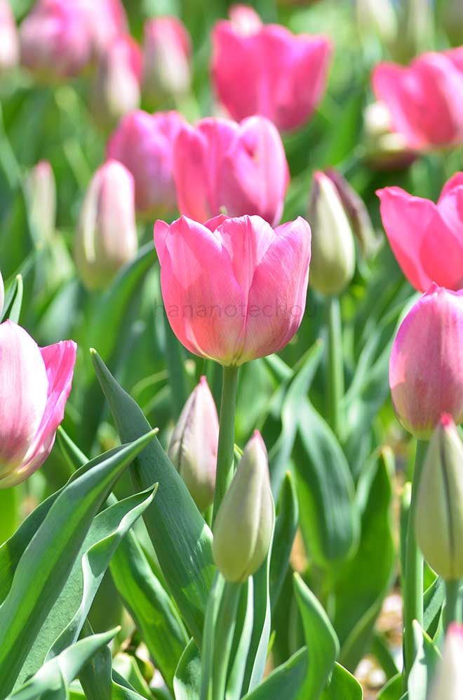 チューリップ スウィート ロージィ｜花の手帖のチューリップ図鑑