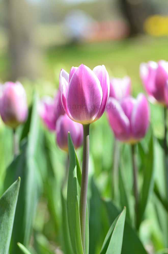 チューリップ シナエダ ブルー／シネダ ブルー｜花の手帖のチューリップ図鑑