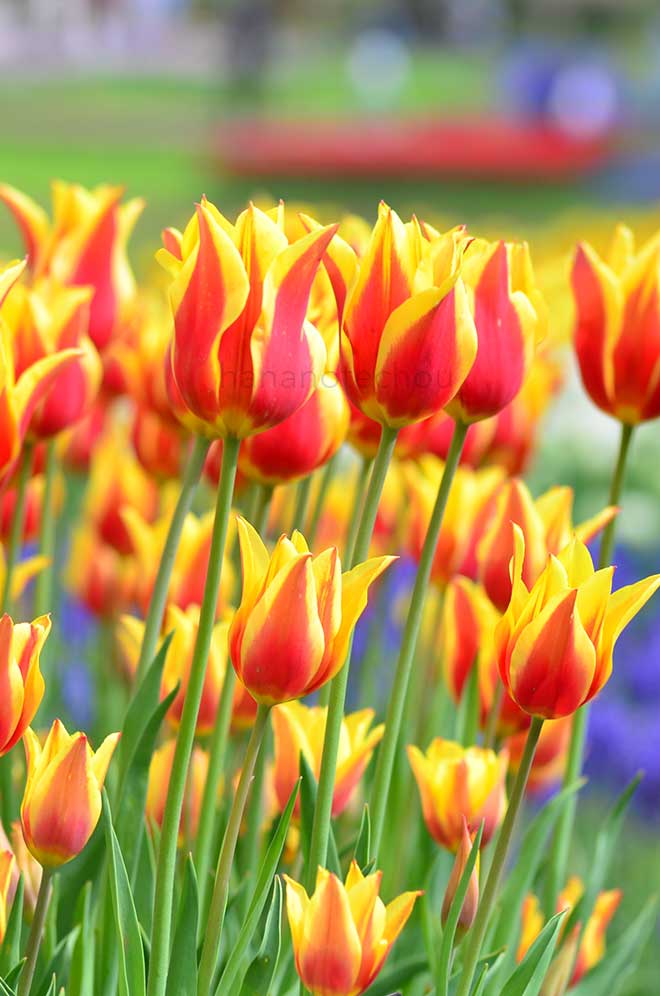 チューリップ シナエダ キング／シネダ キング｜花の手帖のチューリップ図鑑