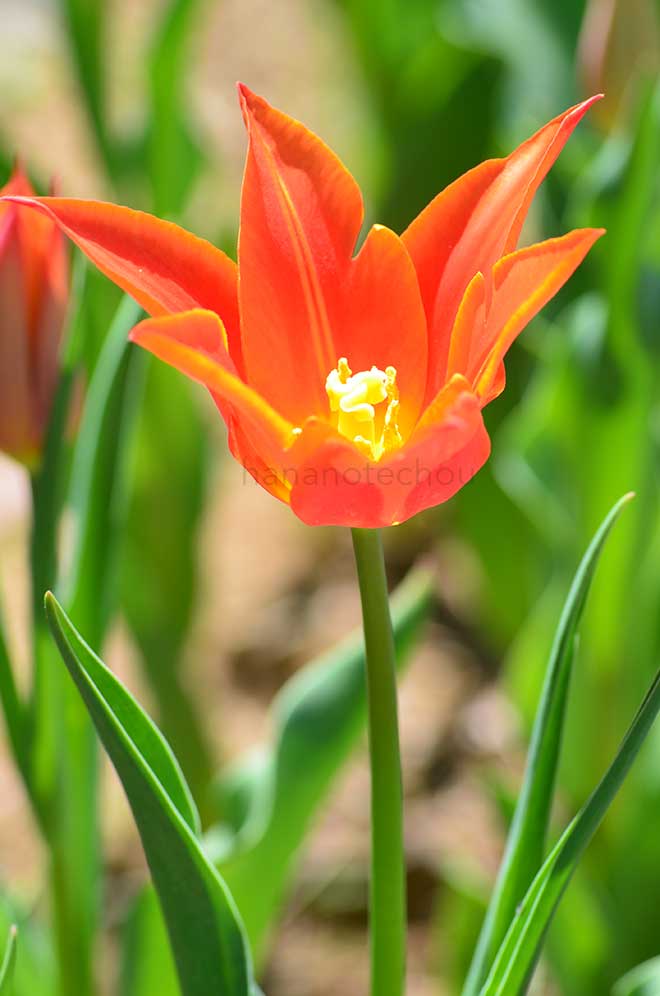 チューリップ シナエダ オレンジ／シネダ オレンジ｜花の手帖のチューリップ図鑑