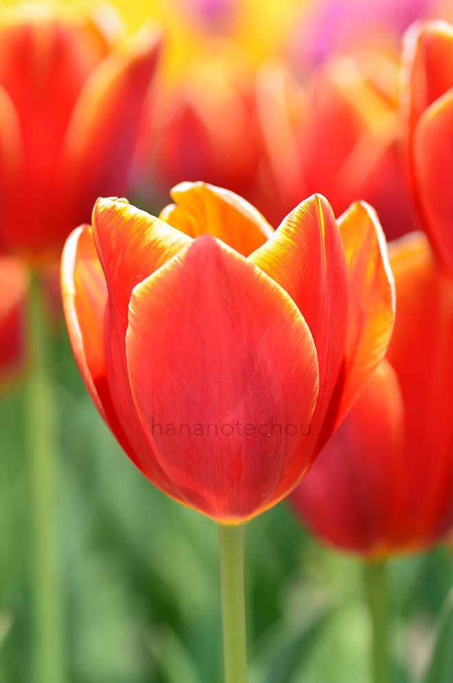 チューリップ 玉鬘｜花の手帖のチューリップ図鑑