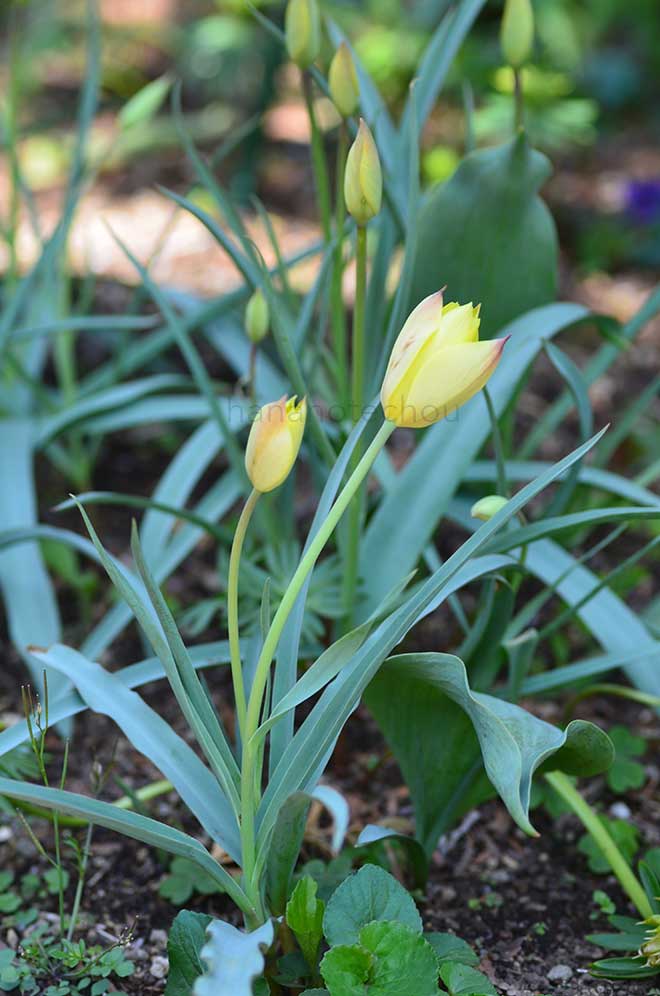 チューリップ タルダ｜花の手帖のチューリップ図鑑
