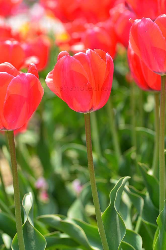 チューリップ 立山の春｜花の手帖のチューリップ図鑑
