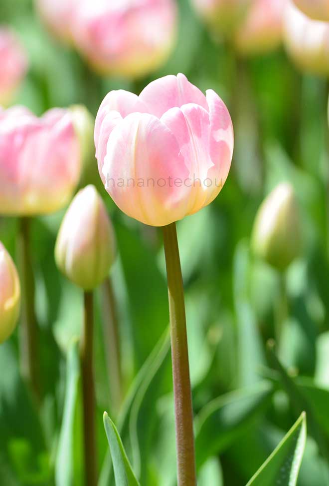 チューリップ アップスター｜花の手帖のチューリップ図鑑