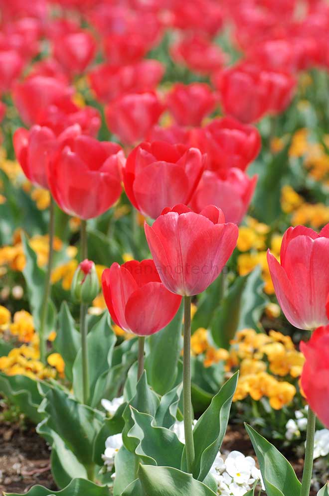 チューリップ ファンアイク｜花の手帖のチューリップ図鑑