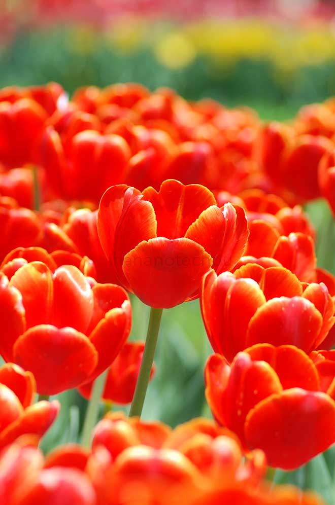 チューリップ ベランディ｜花の手帖のチューリップ図鑑