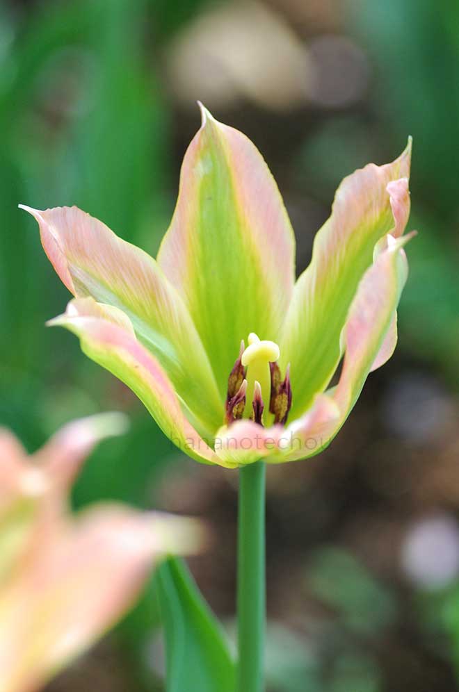 チューリップ ビリチック｜花の手帖のチューリップ図鑑