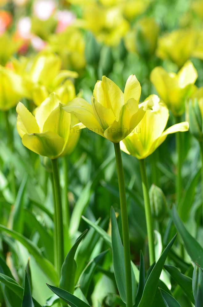 チューリップ ビリレモン｜花の手帖のチューリップ図鑑