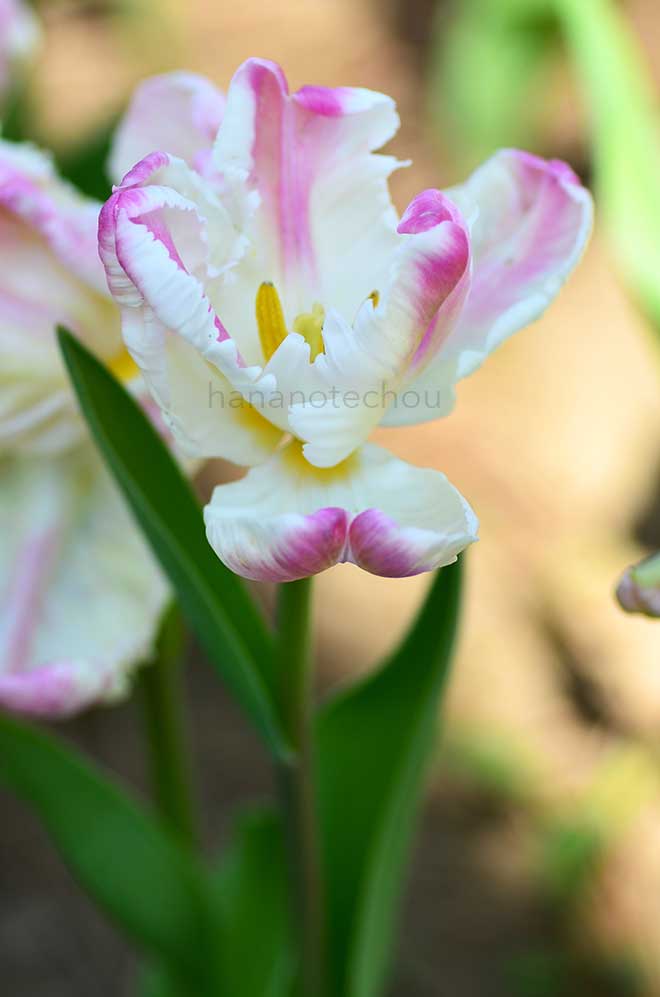 チューリップ ウェバーズ パーロット｜花の手帖のチューリップ図鑑