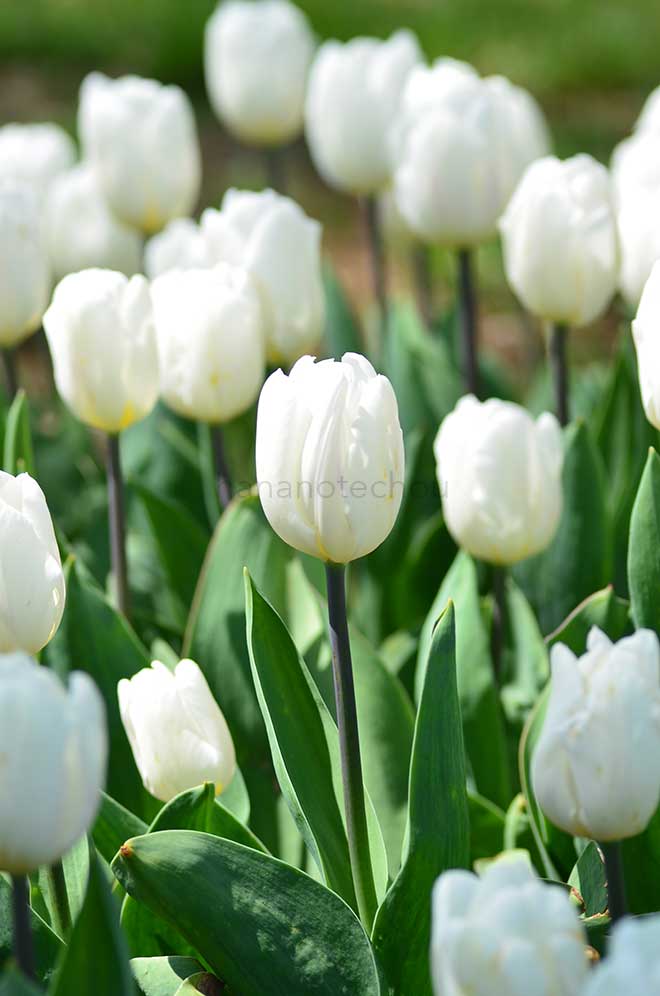 チューリップ ホワイト フラッグ｜花の手帖のチューリップ図鑑