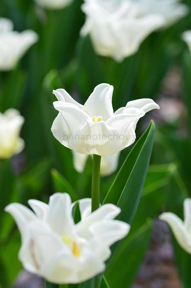 チューリップ ホワイト リベルスター｜花の手帖のチューリップ図鑑