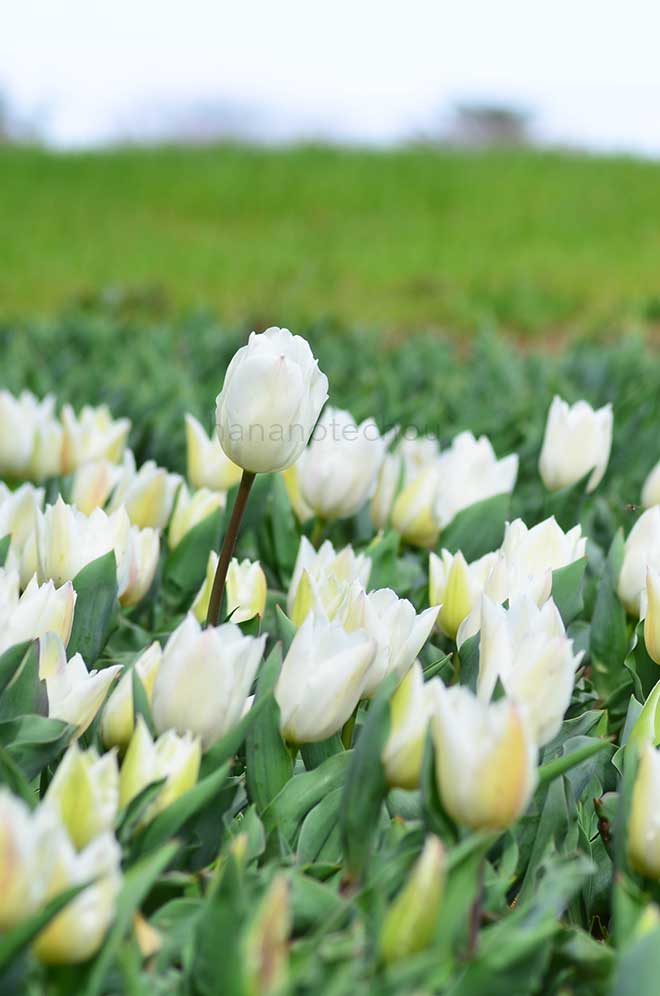 チューリップ ホワイトマーベル｜花の手帖のチューリップ図鑑