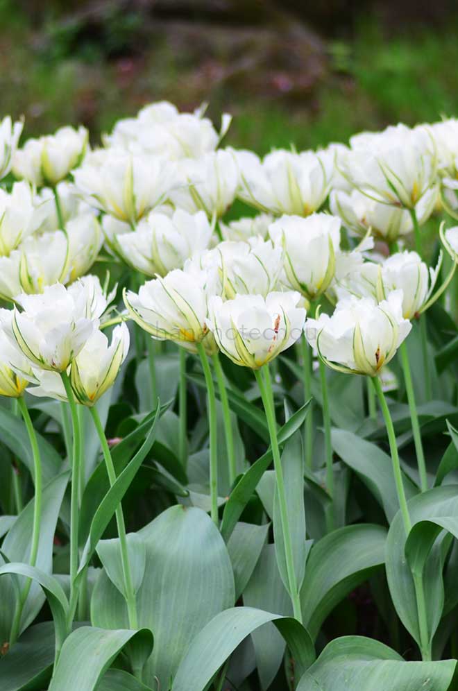 チューリップ ホワイト バレー｜花の手帖のチューリップ図鑑
