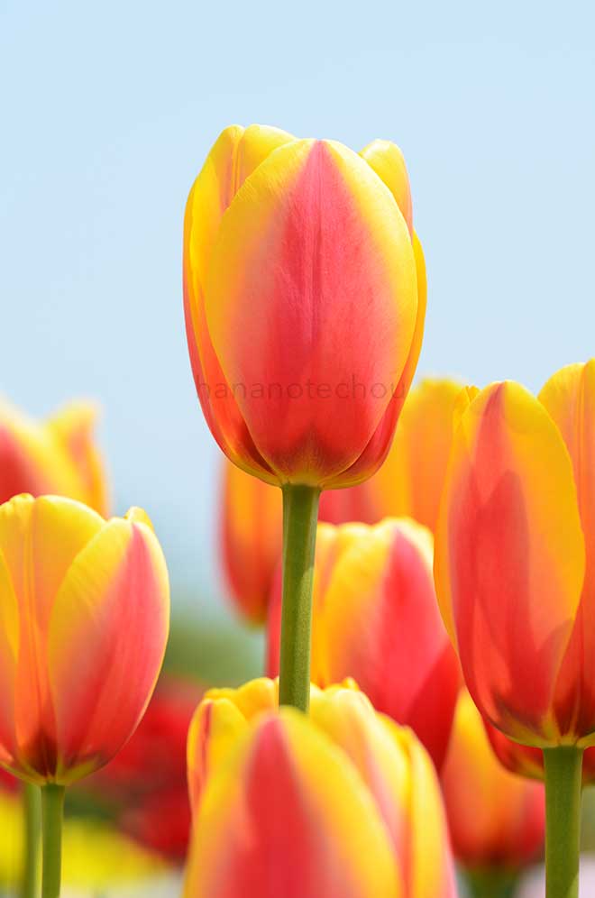 チューリップ ワールド ピース｜花の手帖のチューリップ図鑑