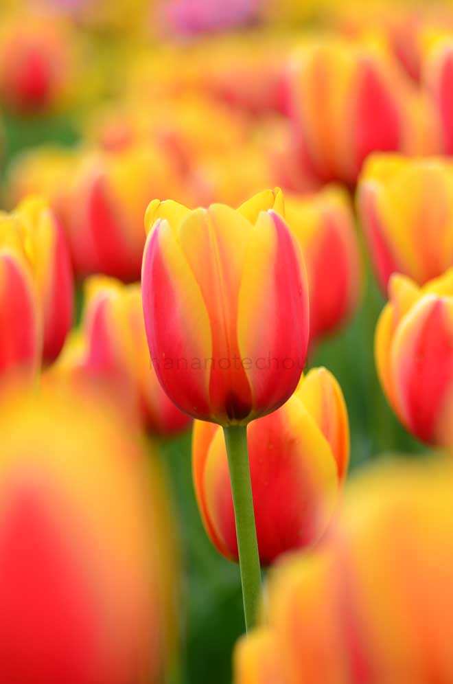 チューリップ ワールド ピース｜花の手帖のチューリップ図鑑