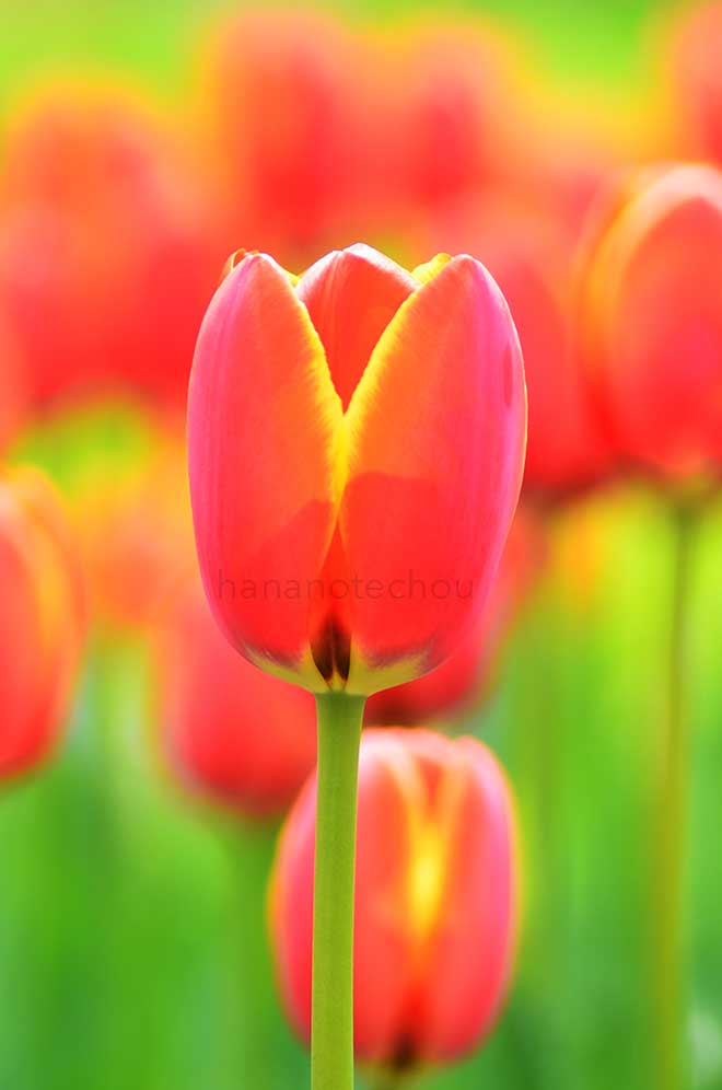 チューリップ ワールド フェイバリット｜花の手帖のチューリップ図鑑