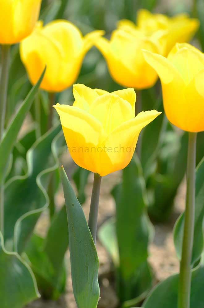 チューリップ イエロー フライト｜花の手帖のチューリップ図鑑