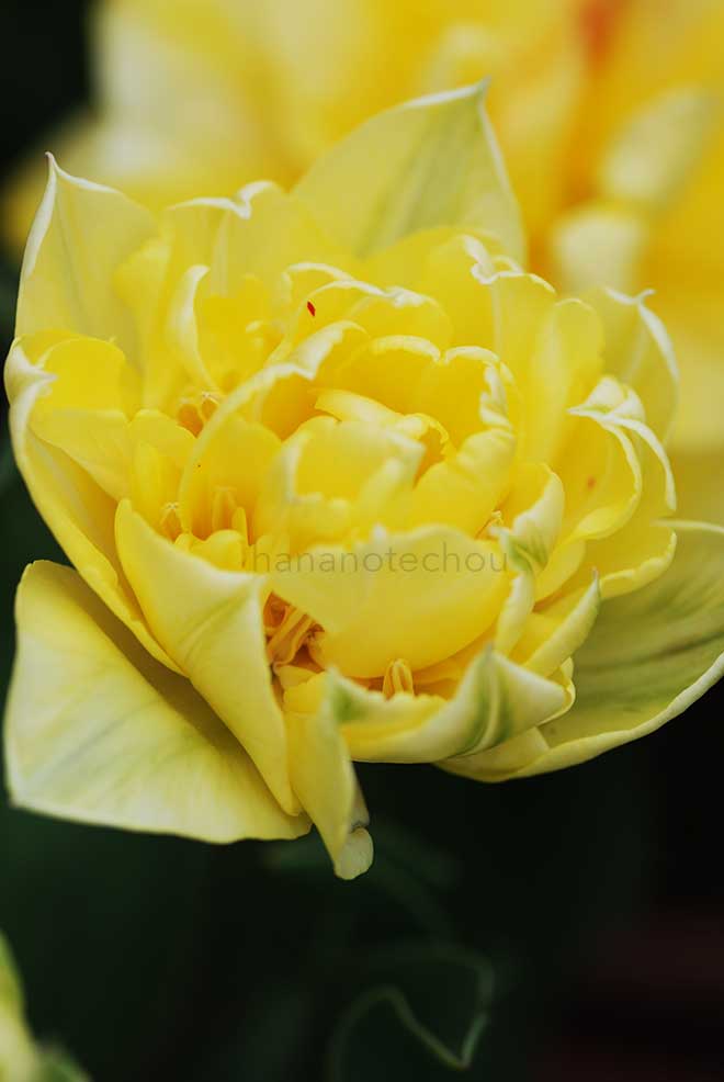 チューリップ イエロー マウンテン｜花の手帖のチューリップ図鑑