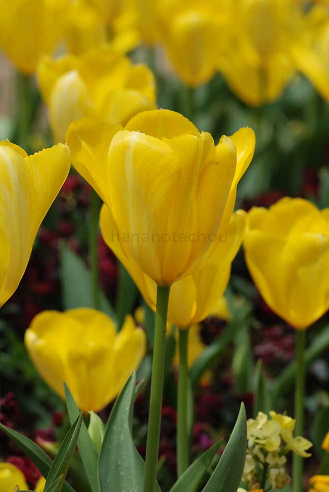 チューリップ イエロー プリシマ｜花の手帖のチューリップ図鑑