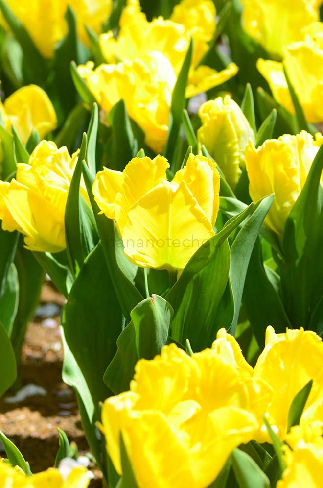 チューリップ イエロー サン｜花の手帖のチューリップ図鑑