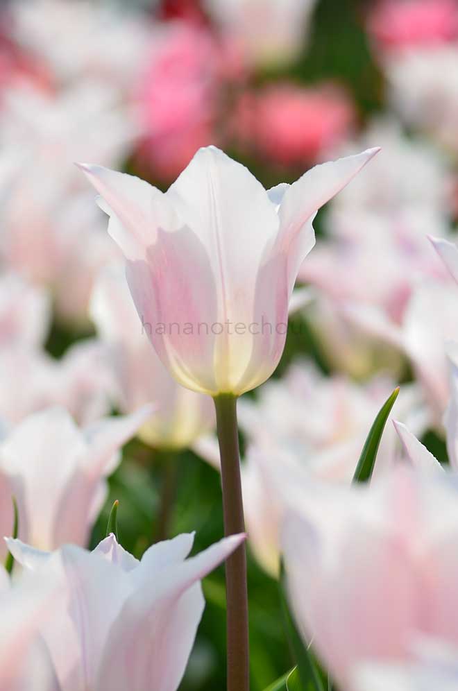 チューリップ 楊貴妃｜花の手帖のチューリップ図鑑